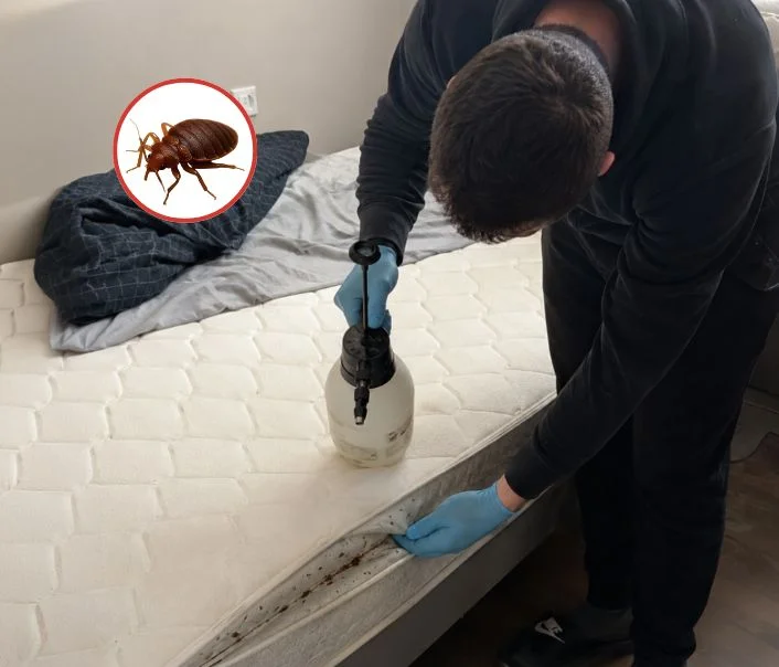 Technicien traitant un matelas contre les punaises de lit à Villemoisson-sur-Orge